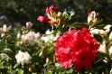 Rhododendron Ireland